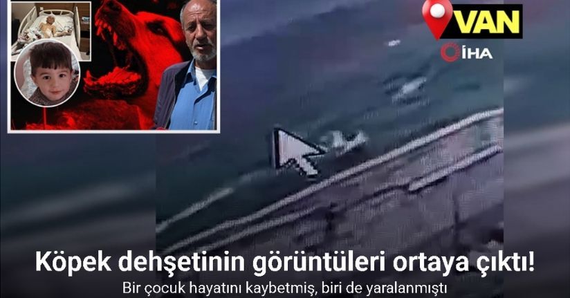 Köpek dehşetinin görüntüleri ortaya çıktı