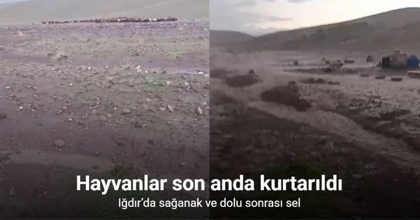 Iğdır’da sağanak ve dolu sonrası sel: Hayvanlar son anda kurtarıldı