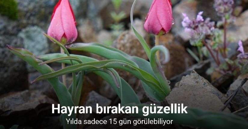 Yılda sadece 15 gün görülebilen dağ laleleri, görenleri hayran bırakıyor