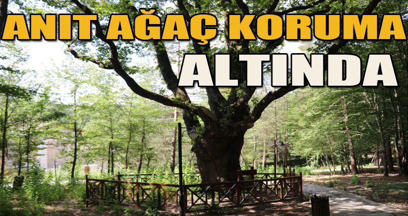 Atatürk’ün gölgesinde ayran içtiği 400 yıllık meşe ağacı koruma altında