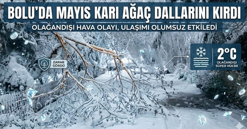 Bolu’da mayıs karı ağaç dallarını kırdı