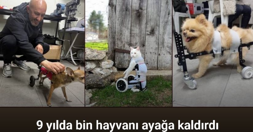 Demir ustası felçli canlara ’umut’ oluyor: 9 yılda bin hayvanı ayağa kaldırdı