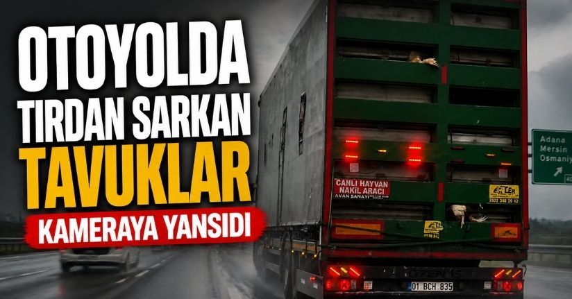 Otoyolda tırdan sarkan tavuklar kameraya yansıdı