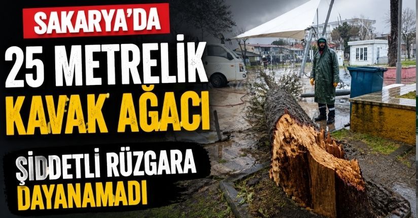 Sakarya’da 25 metrelik kavak ağacı şiddetli rüzgara dayanamadı