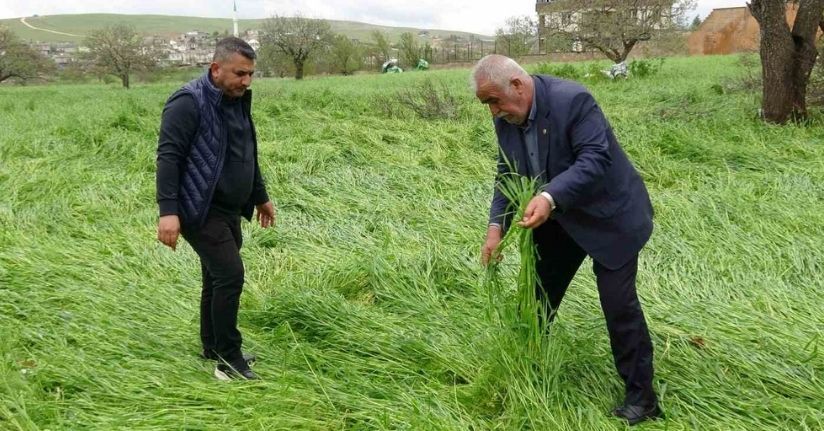 Hububatı ‘süper hücre’ vurdu