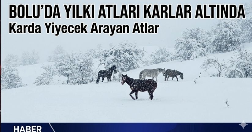 Bolu’da yılkı atları karlar altında görüntülendi