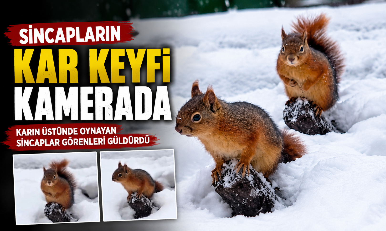 Sincapların Kar Keyfi Kamerada