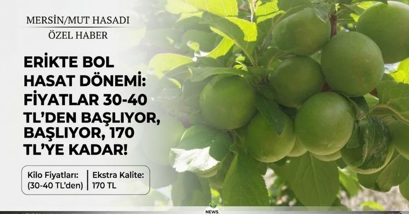 Rekor fiyatla başlayan erikte hasat yoğunlaştı: Kilosu 30-40 TL ile 170 TL arasında
