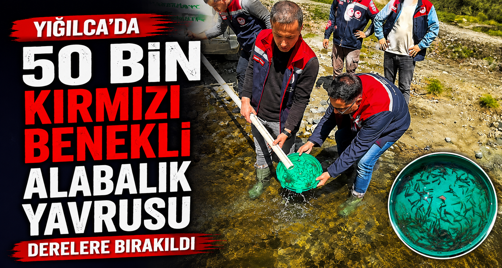 Yığılca’da Derelere 50 Bin Kırmızı Benekli Alabalık Yavrusu Bırakıldı