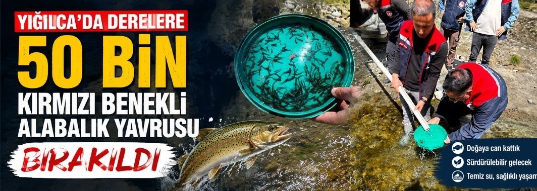 Yığılca’da Derelere 50 Bin Kırmızı Benekli Alabalık Yavrusu Bırakıldı