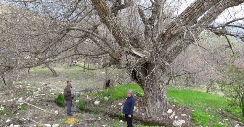 Malatya’daki 270 yıllık ceviz ağacı zamana direniyor