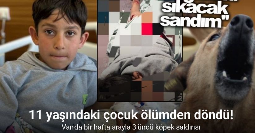 Van’da bir hafta arayla 3’üncü köpek saldırısı: 11 yaşındaki çocuk yaralandı