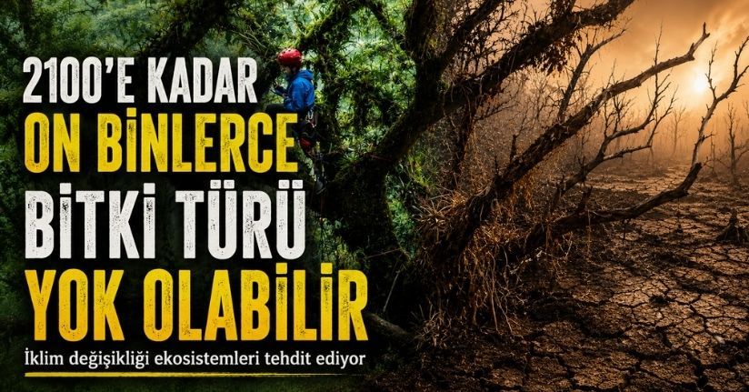 İklim değişikliği nedeniyle 2100'e kadar on binlerce bitki türü yok olabilir