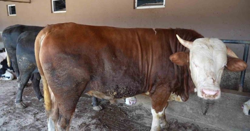 Çiftliğin gözdesi 1 ton 300 kiloluk tosun oldu