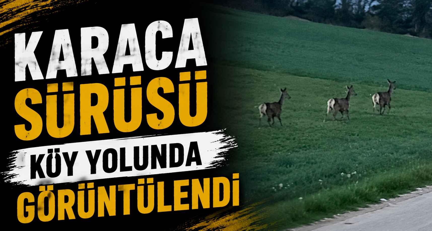 Karaca Sürüsü Köy Yolunda Görüntülendi