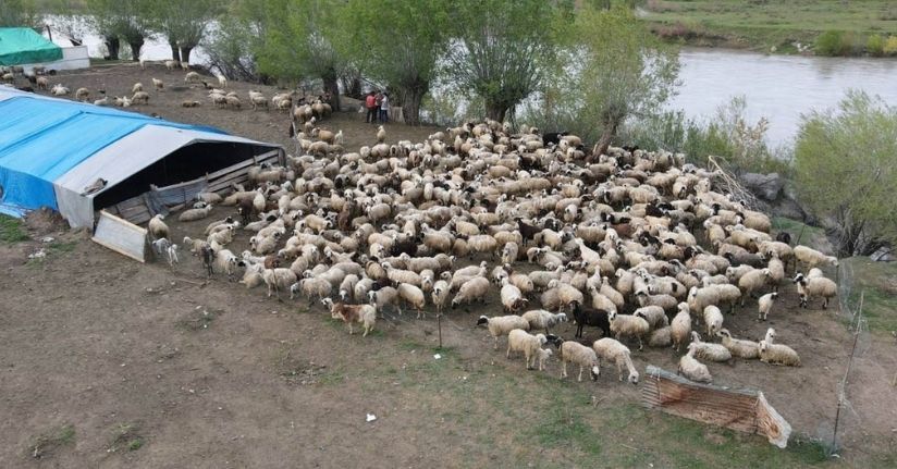 Türkiye’de ilk kez uygulandı: Afgan çobanlar asgari ücretle göreve başladı