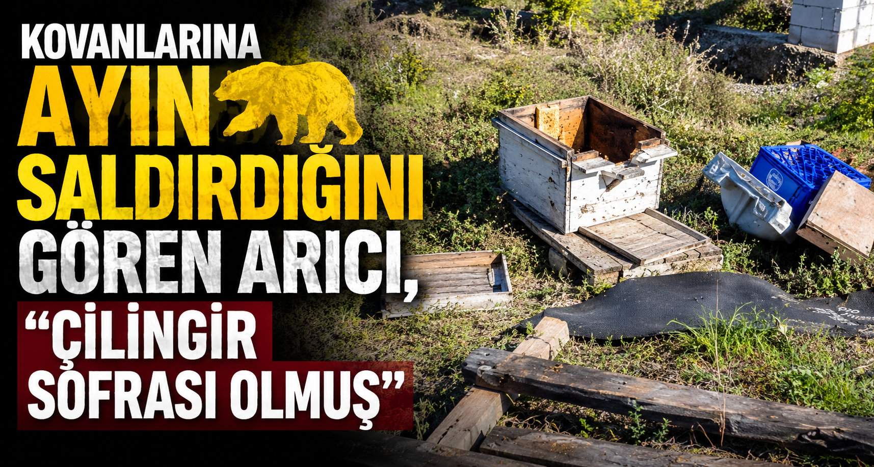 Kovanlarına ayının saldırdığını gören arıcı, 