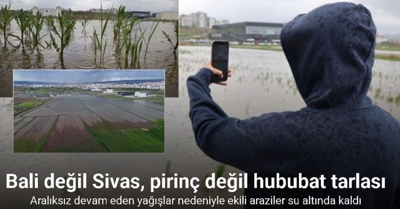 Bali değil Sivas, pirinç değil hububat tarlası