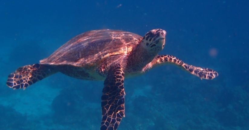 32 yıllık caretta mücadelesi; 1,5 milyon yavru denize ulaştı
