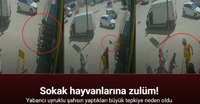 Antalya’da yabancı uyruklu şahıs kedinin üzerine bastı, köpeği tekmeledi