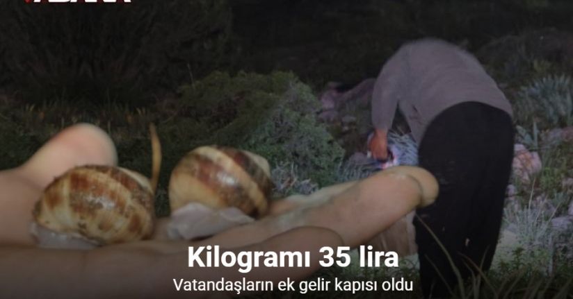 Adana’da salyangoz mesaisi: Kilogramı 35 lira