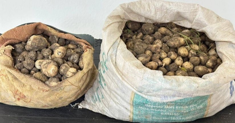 Tunceli’de izinsiz 31 kilo salep yumrusu toplayan 3 kişiye 2 milyon TL ceza