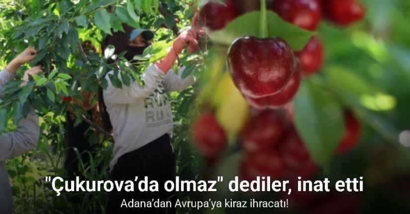 İspanyol kirazı Adana’dan Avrupa’ya ihraç ediliyor