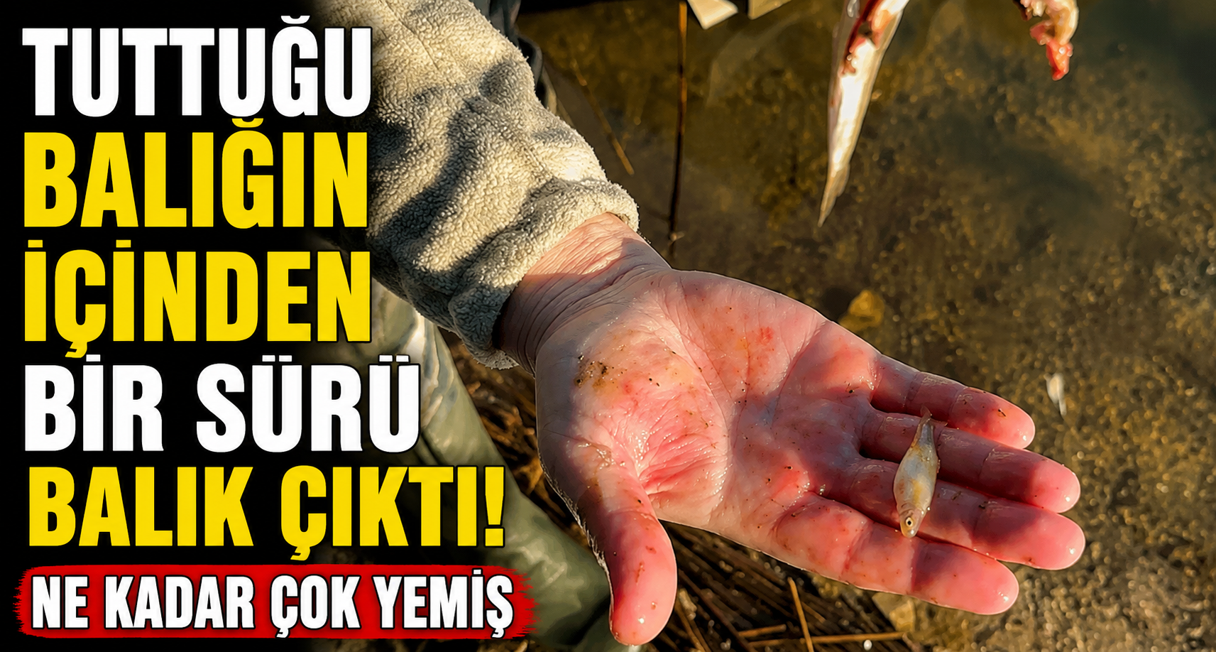 Tuttuğu Balığın İçinden Bir Sürü Balık Çıktı: 