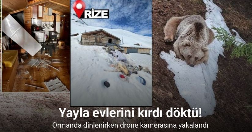 Yayla evlerini kırdı döktü; ormanda dinlenirken drone kamerasına yakalandı