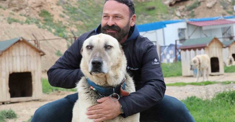 Değişken havalar Anadolu aslanlarını depresyona soktu