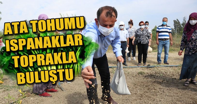 Bolu’da 200 yıllık ıspanak ata tohumları toprakla buluştu