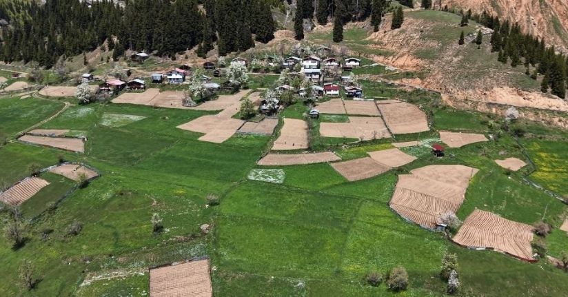 Artvin’de 1400 rakımda imece usulü doğal tarım