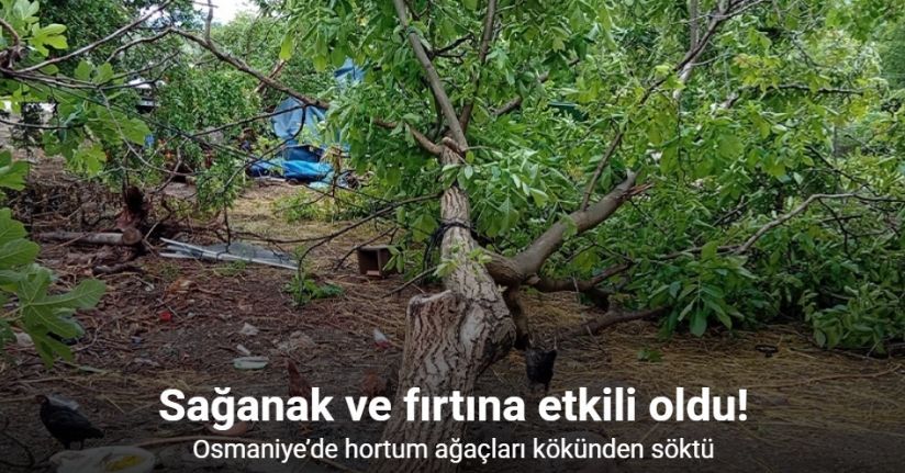 Osmaniye’de hortum ağaçları kökünden söktü