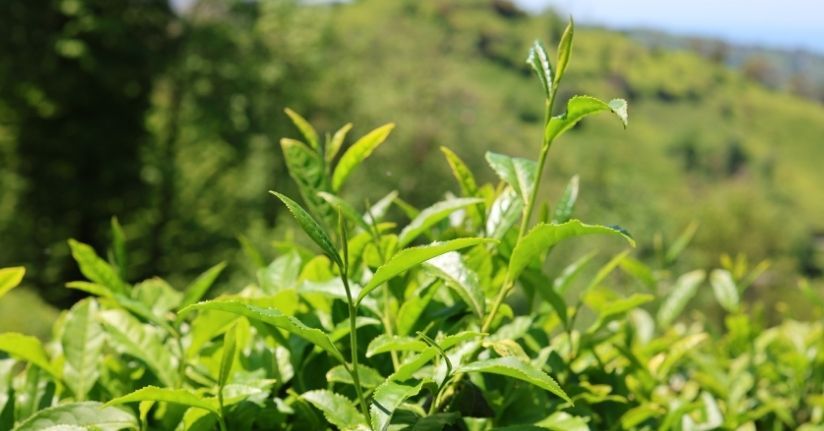 İlk sürgün gecikti, çay üreticisi 10 gün sonra hasada başladı