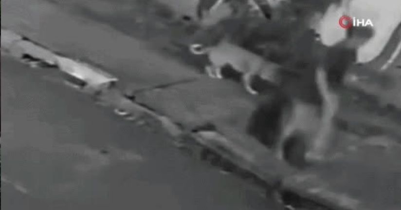 Köpeğini gezdirirken kanalizasyona düştü