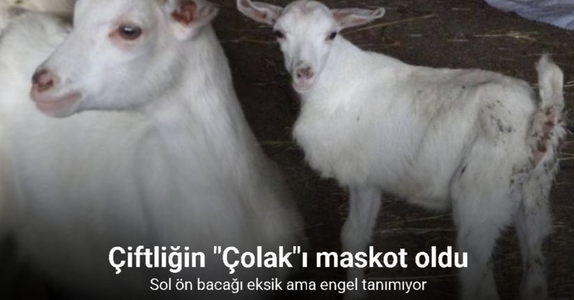 Çanakkale’de 3 bacaklı oğlak görenleri şaşırtıyor