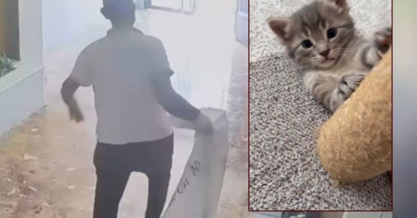 Yavru kedileri kaybolan kadın güvenlik kameralarını izleyince gözlerine inanamadı