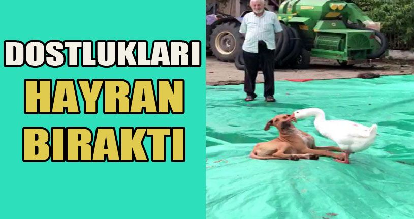 Kaz ile köpeğin örnek arkadaşlığı