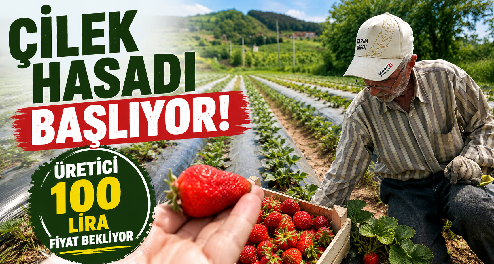 Çilek hasadı başlıyor; üretici 100 lira fiyat bekliyor