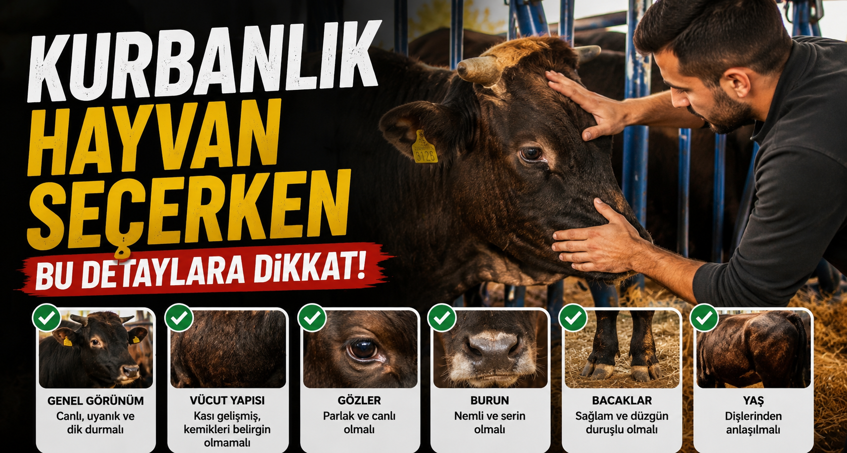 Kurbanlık hayvan seçerken bu detaylara dikkat