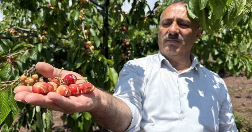 Tokat’ta aşırı yağışlar erkenci kirazı vurdu