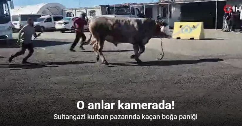 Sultangazi kurban pazarında kaçan boğa paniği