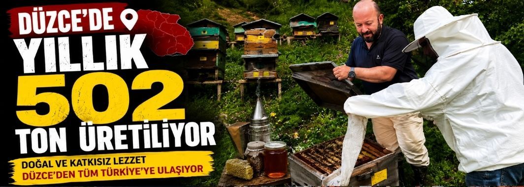 Düzce’de Yıllık 502 Ton Üretiliyor