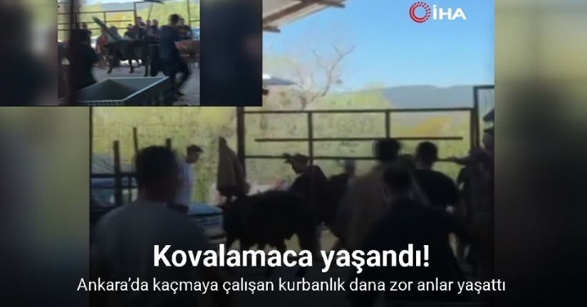 Ankara’da kaçmaya çalışan kurbanlık dana zor anlar yaşattı