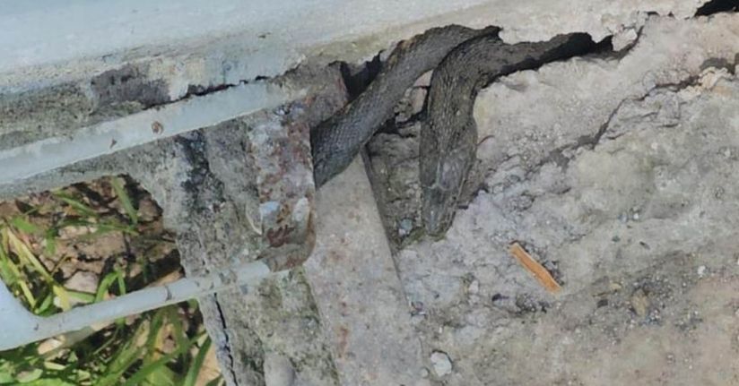 Hasköy’de yılanlar bir evi sardı: Aile geceleri uyuyamıyor