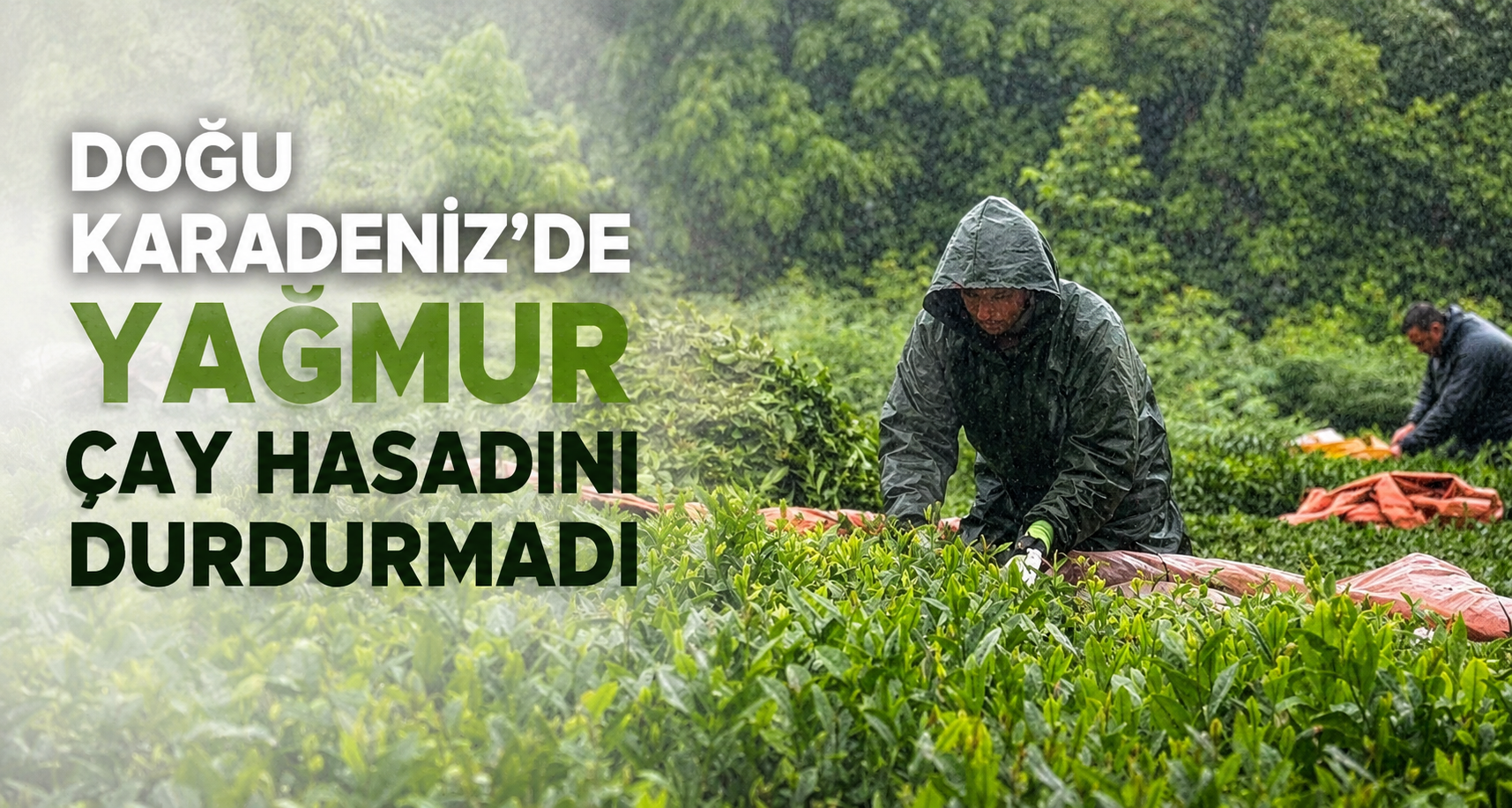 Doğu Karadeniz’de yağmur çay hasadını durdurmadı