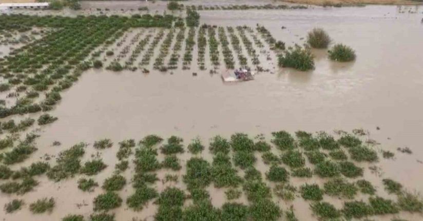 Aşırı yağışlarla sular altında kalan tarım arazilerindeki hasar sular çekilince ortaya çıktı