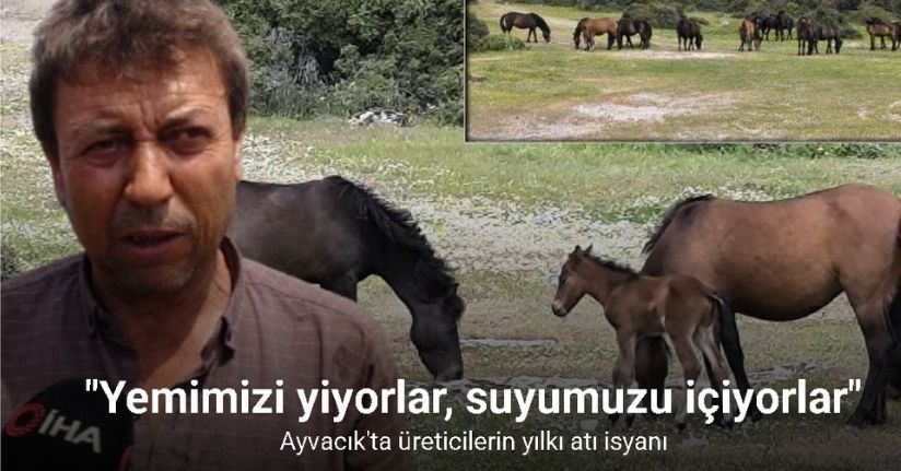 Ayvacık’ta çiftçiler başıboş yılkı atlarından dertli