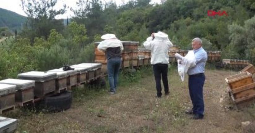  Arıların sandal ağacı çiçeklerinden topladığı 'acı bal'ın kilosu 1000 lira