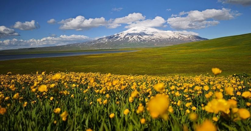 Sütey Yaylası sarı düğün çiçekleriyle renklendi